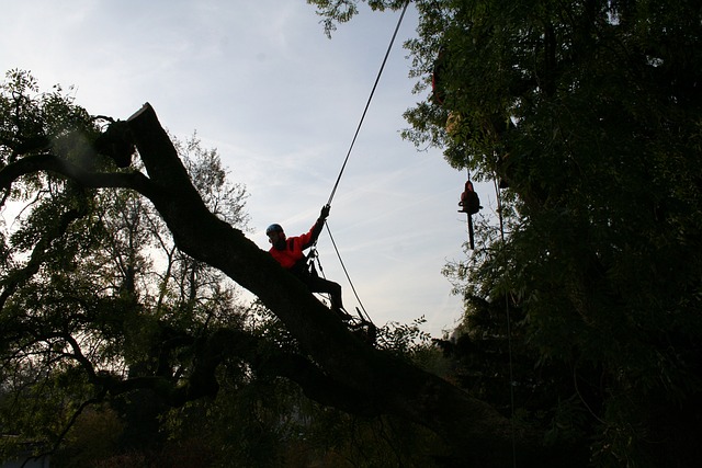 What Is The Difference Between A Certified And Consulting Arborist?