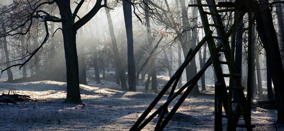 What Kind Of Ladder Is Best For Pruning?