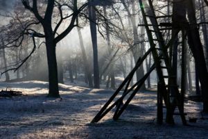 What Kind Of Ladder Is Best For Pruning