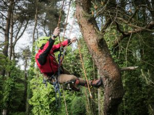 Can You Climb Trees For A Living