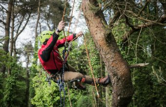 What Is Another Name For An Arborist?