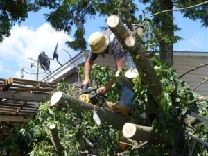 Is A Tree Climber A Job