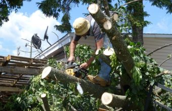Is A Tree Climber A Job?
