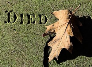What Is The Mortality Rate For Arborists